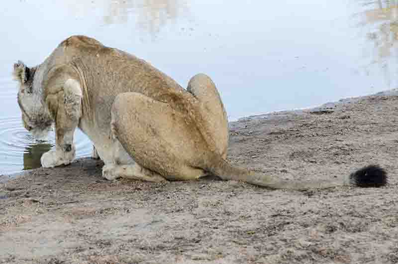 27 - Leona - bebiendo agua - parque nacional Kruger - Sudafrica